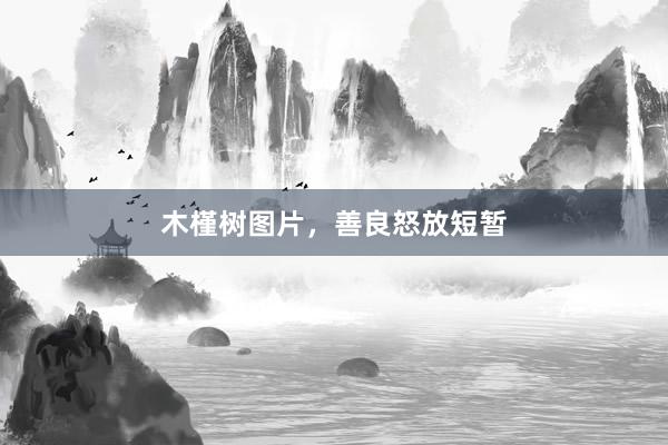 木槿树图片，善良怒放短暂